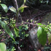 Flacourtia jangomas (Lour.) Raeusch.